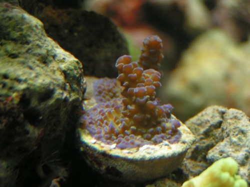 2 små blå acropora fragmenter, de er blevet rigtig flotte, og jeg glæder mig til de vokser sig store.