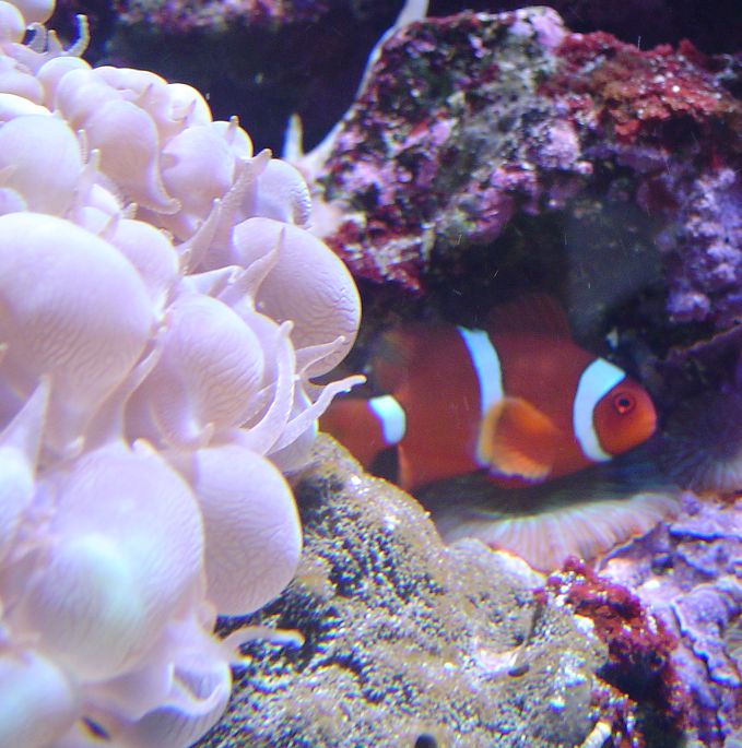 Hannen af mine to klovnfisk. Han får kun endnu kun lov at holde sig i periferien af anemonen for den dobbelt så store hun. Om natten sniger han sig alligevel ind i anemonen og &amp;quot;sover&amp;quot; der også, når jeg står op om morgenen. Hunnen er knap så foto