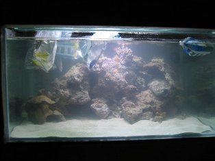 Så kom de første fisk