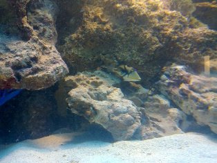 min total ynglings fisk. Min picasso