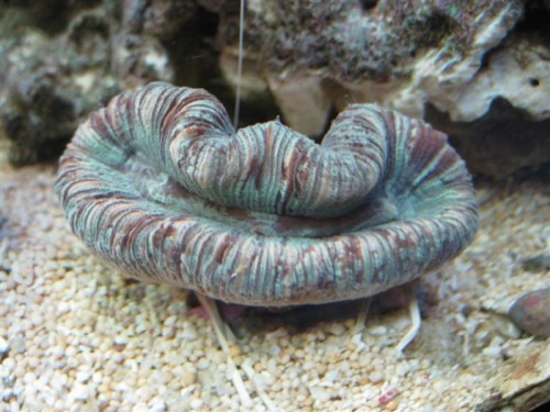 Trachyphyllia stripet