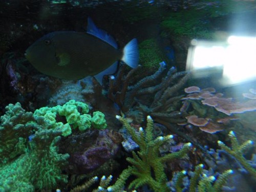 akv 058 (Small).jpg