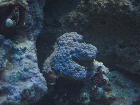 Physogyra lichtensteini