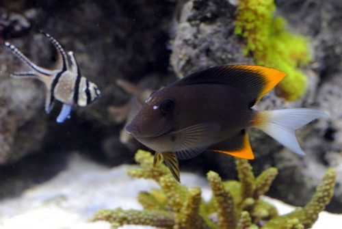 Ctenochaetus tominiensis