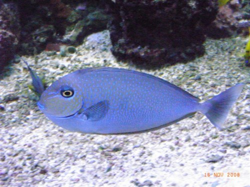 Vlamingi2.JPG