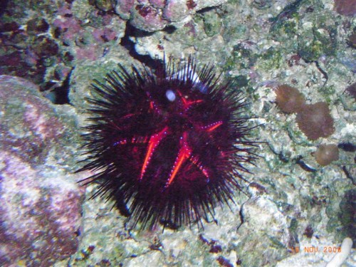 Pindsvind.JPG