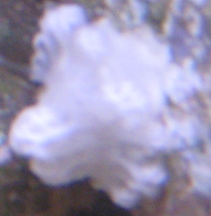 snagl2.jpg