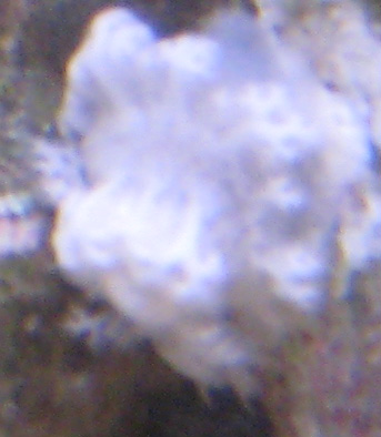 snegl1.jpg