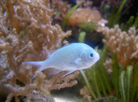 chromis.JPG