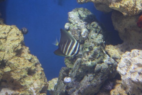 Zebrasoma Veliferum 02.jpg