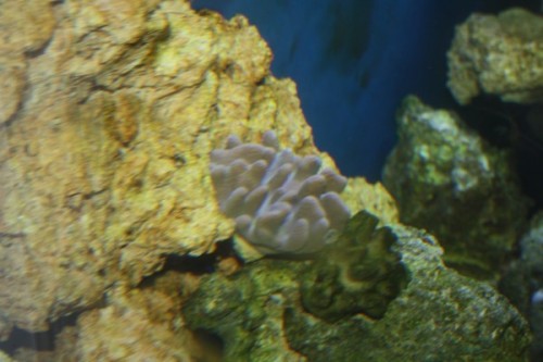 Lobophytom crassum