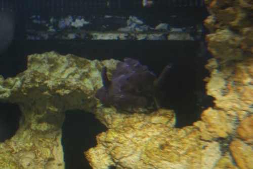 Montipora 2