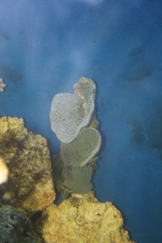 Turbinaria 2