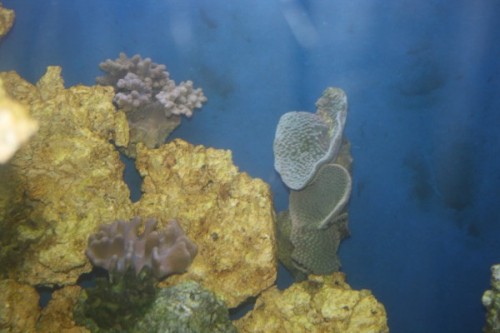 Turbinaria 2