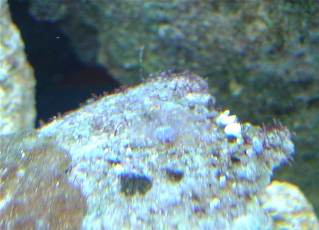 skiveanemone??