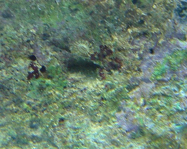 skiveanemone?