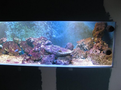 akvarie9.JPG