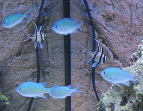 Blå chromis