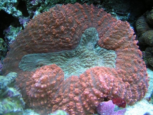 PICT1061.JPG