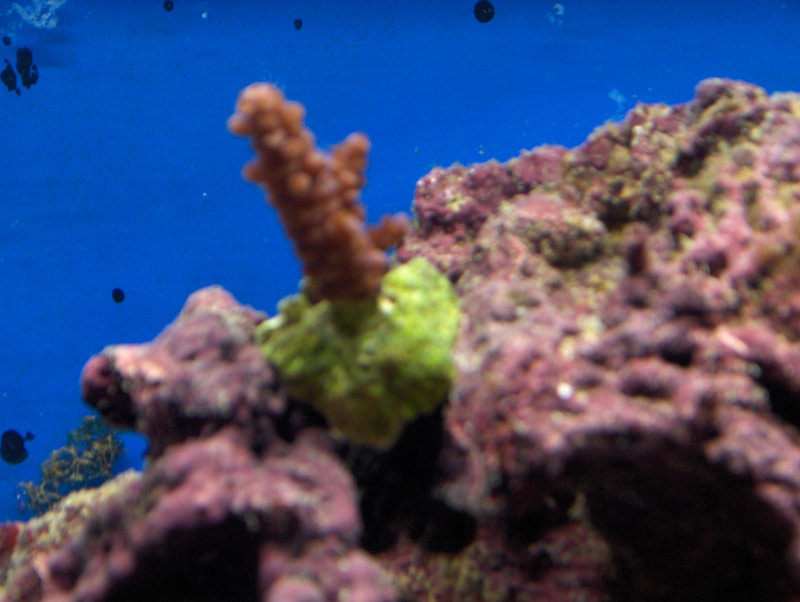 brunacropora20062006.jpg
