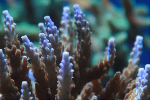 Acropora, der ikke har så meget farve mere, den plejer at være gul og lilla, så nu prøver vi med ZEO.