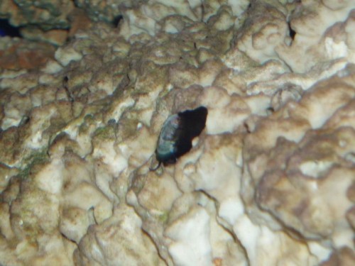 Billede 094.jpg