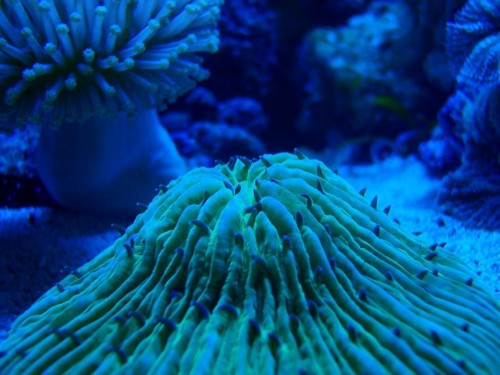 Macro Fungia.JPG