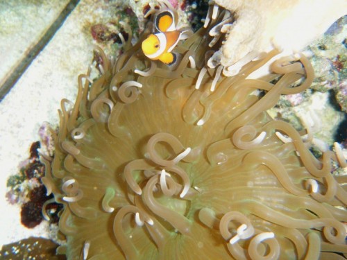 Anemonen igen