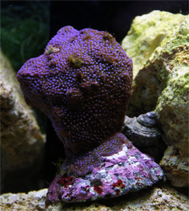 Montipora dania.jpg
