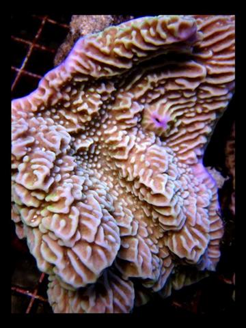 DecOcean (4).jpg