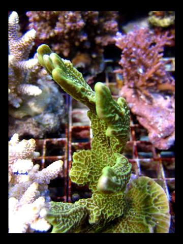 DecOcean (10).jpg