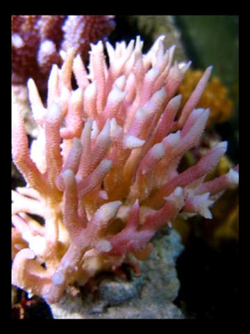 DecOcean (12).jpg