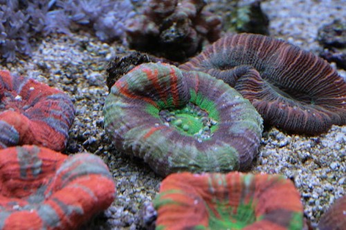 IMG_5270.JPG