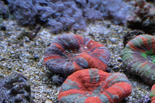 IMG_5274.JPG
