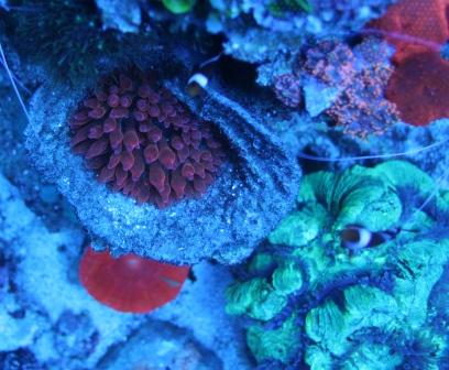 Scolymia & Tracophyllia.JPG