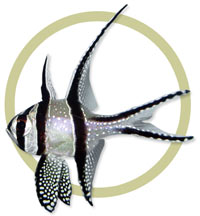 Pterapogon kauderni