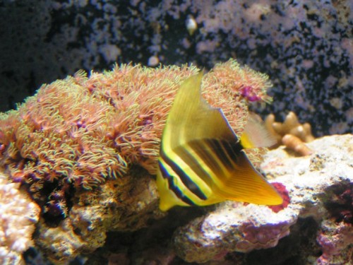 Min nye Zebrasoma veliferum, dog med bidemærke på finnen, det gror fint sammen.
