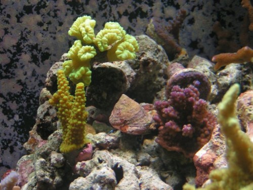 Der er den nye røde acropora
