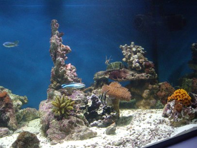 akvariet 27-12-09 020.jpg