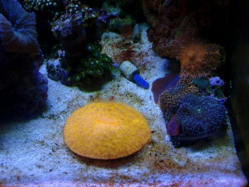Orange Fungia1.JPG
