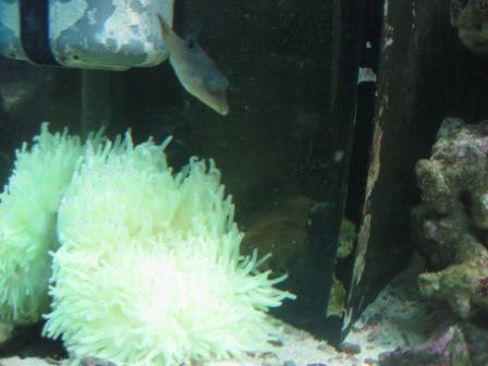 15 jan 2010 puffer.jpg