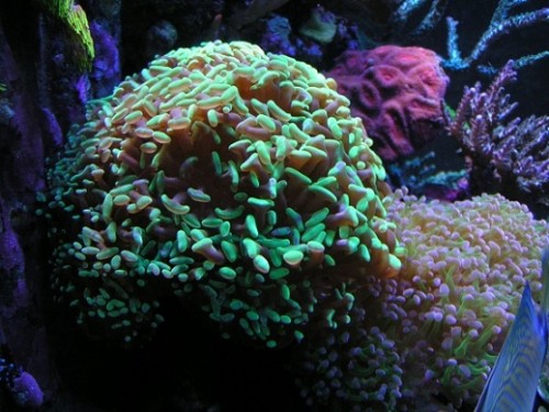 PICT1132.JPG