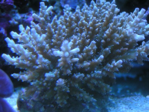 PICT1189.JPG