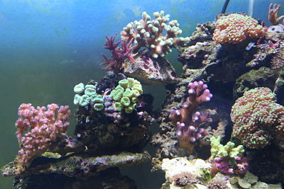 IMG_0922_opt.jpg