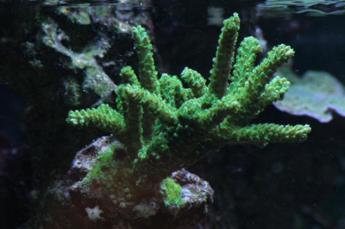 Acro-4 (Medium).JPG