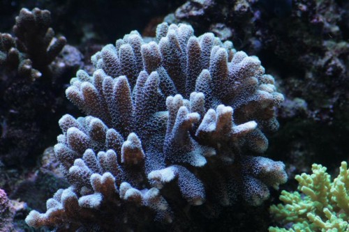 Caliendrum (Medium).JPG