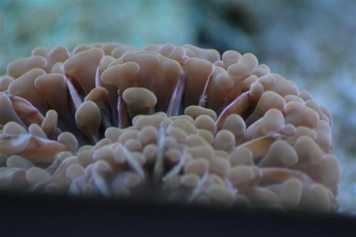 Euphyllia-golden (Medium).JPG (42.94 KiB) Vist 1775 gange Lige efter den blev sat i tanken