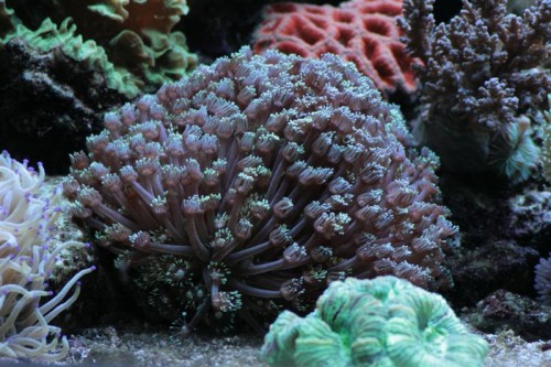 Goniopora (Medium).JPG