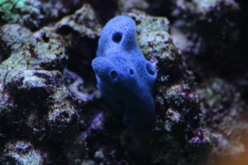 Haliclona sp (Medium).JPG