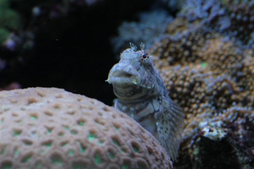 Hugo (Medium).JPG